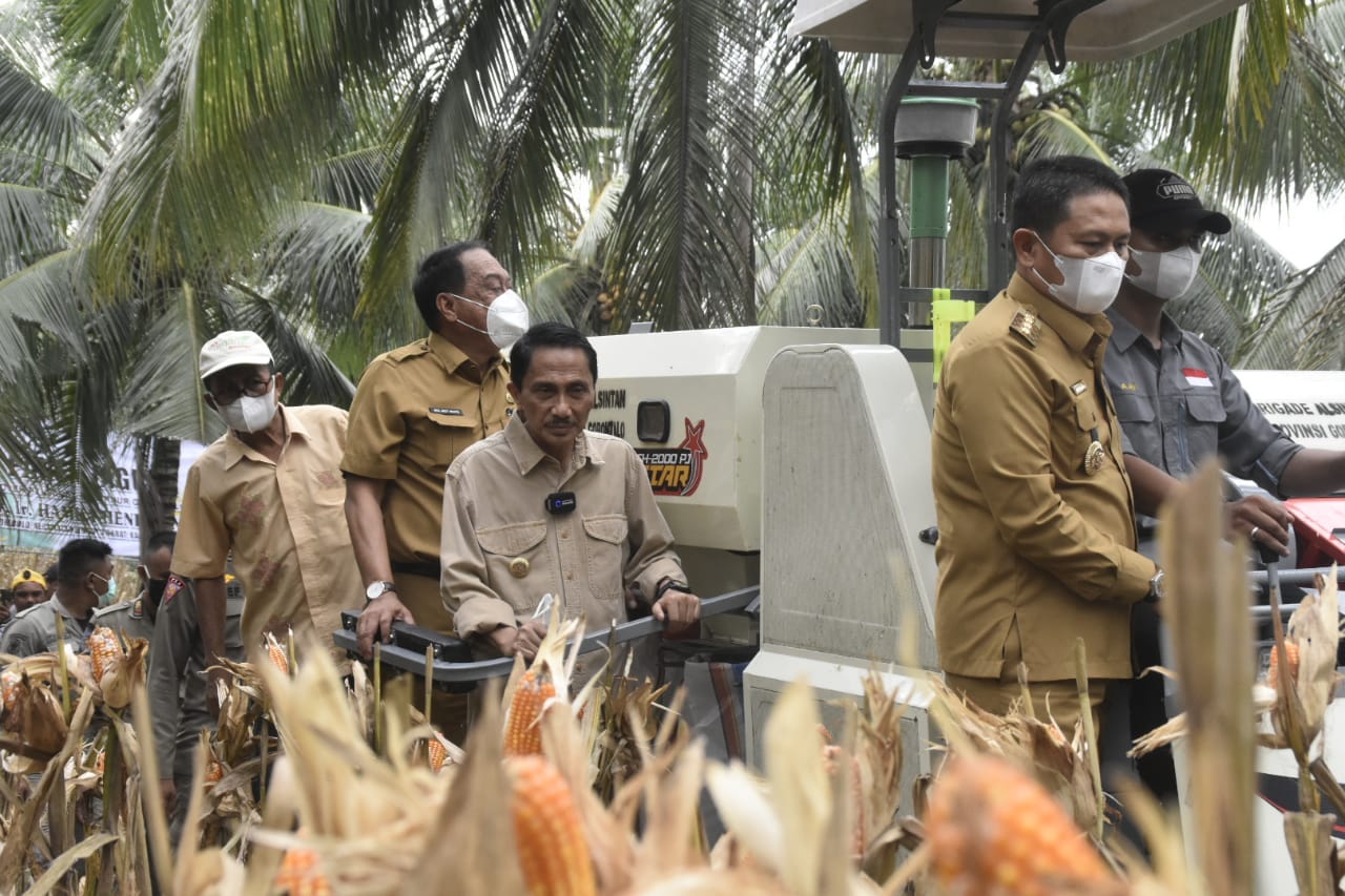Produksi Jagung di Gorontalo Terus Meningkat
