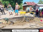 Seekor Buaya Panjang 4,7 Meter Hebohkan Warga, Desa Bulalo