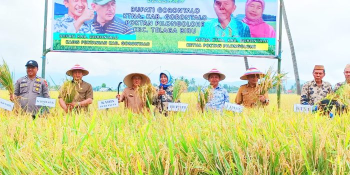 Panen Raya Padi, Bupati Nelson, Pemkab Gorontalo Dorong Kemandirian Sektor Pertanian