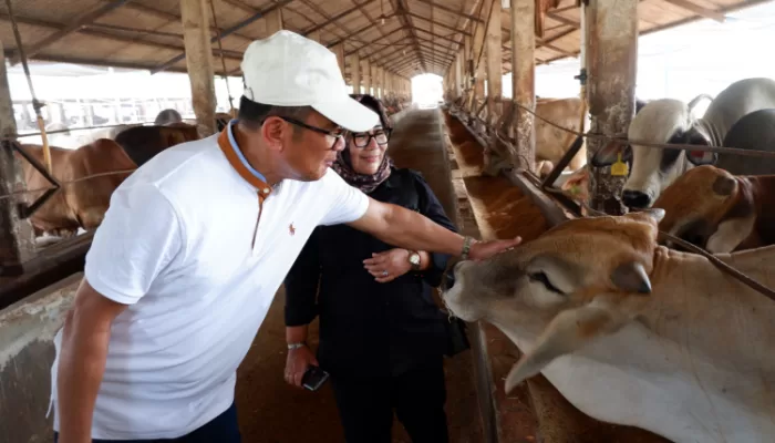 Praktik Baik di Peternakan Terintegrasi Balaraja: Sholawat Diperdengarkan di Kandang Sapi