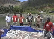 Pj Bupati Boalemo Ajak Forkopimda Melakukan Panen Raya Ikan Bandeng di Desa Kramat