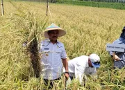 Penjabat Bupati Boalemo Laksanakan Panen Perdana Padi Gogo di Desa Rejonego