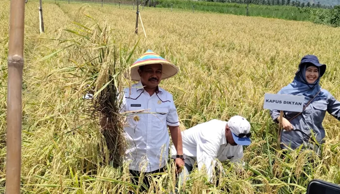 Penjabat Bupati Boalemo Laksanakan Panen Perdana Padi Gogo di Desa Rejonego