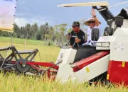 Bulog Jadi Kunci Stabilitas Harga Gabah Milik Para Petani