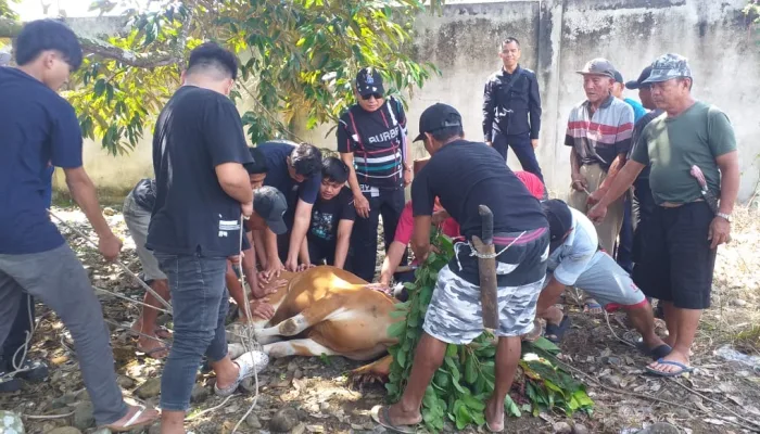 PT Xinfeng Bagikan 3 Sapi Kurban Idul Adha,Karina De Vega Perusahaan Komitmen Peduli Masyarakat