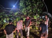Kapolsek Sangkub Pimpin Langsung Evakuasi Pohon Tumbang di Desa Sangkub IV