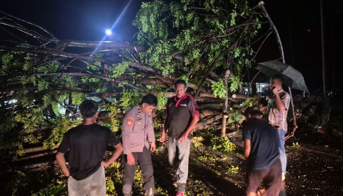 Kapolsek Sangkub Pimpin Langsung Evakuasi Pohon Tumbang di Desa Sangkub IV