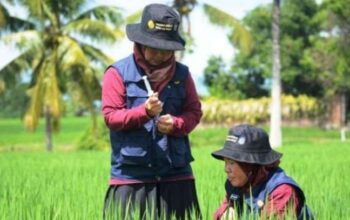 BKN Kebut Penambahan Penyuluh Pertanian Nasional