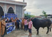 Sapi Jumbo Prabowo Gegerkan Talaga Jaya