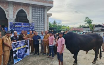 Sapi Jumbo Prabowo Gegerkan Talaga Jaya