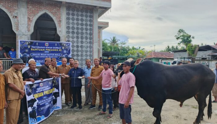 Sapi Jumbo Prabowo Gegerkan Talaga Jaya