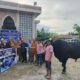 Sapi Jumbo Prabowo Gegerkan Talaga Jaya