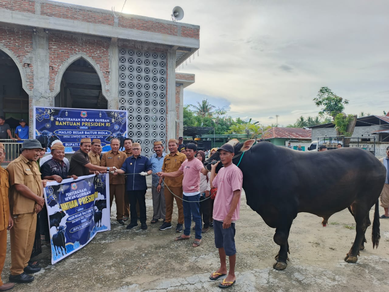 Sapi Jumbo